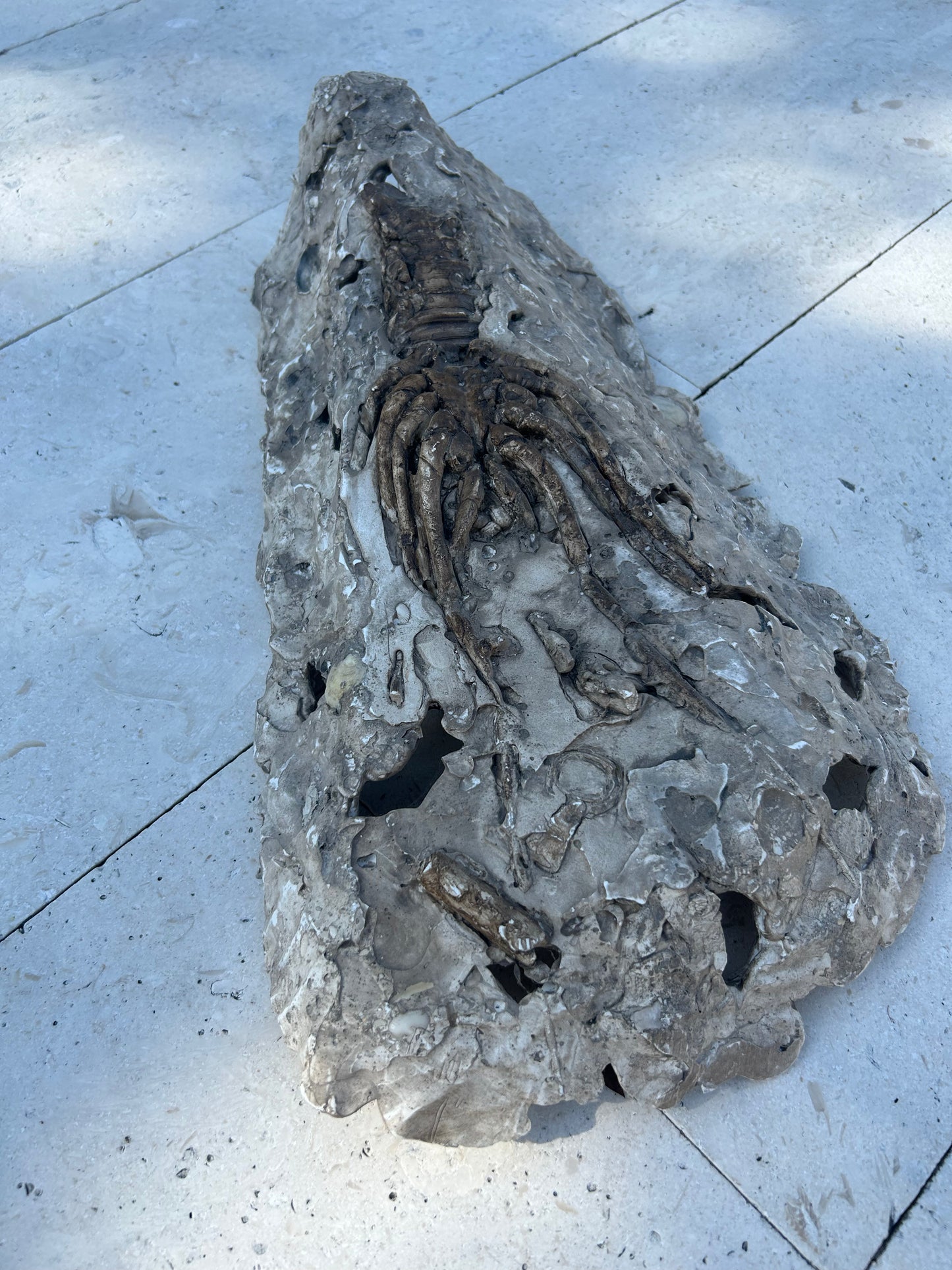 Lobster Fossil