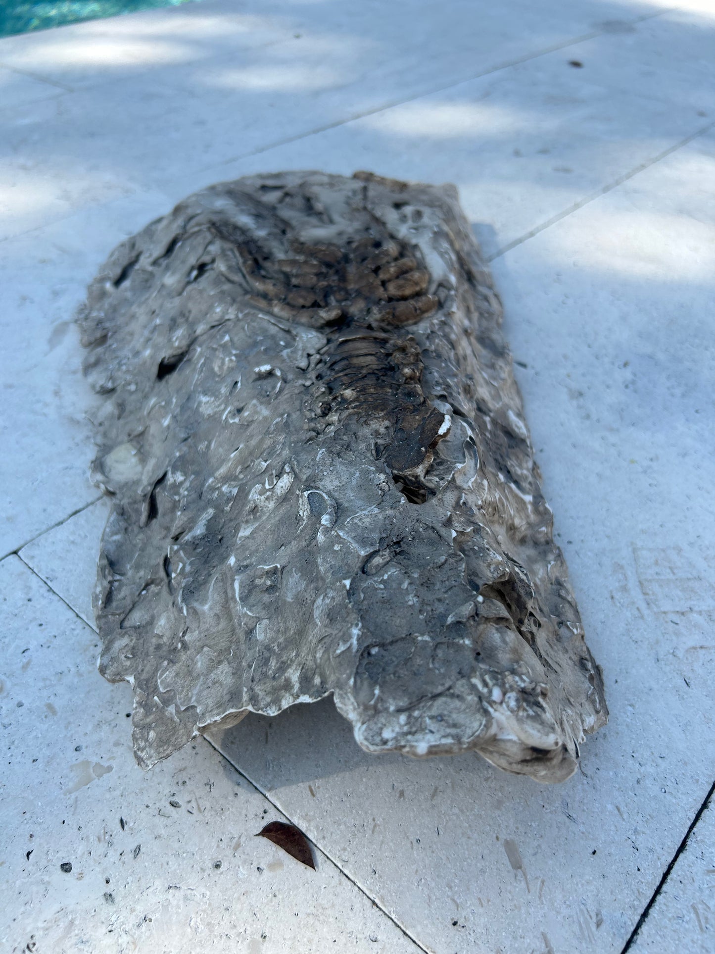 Lobster Fossil