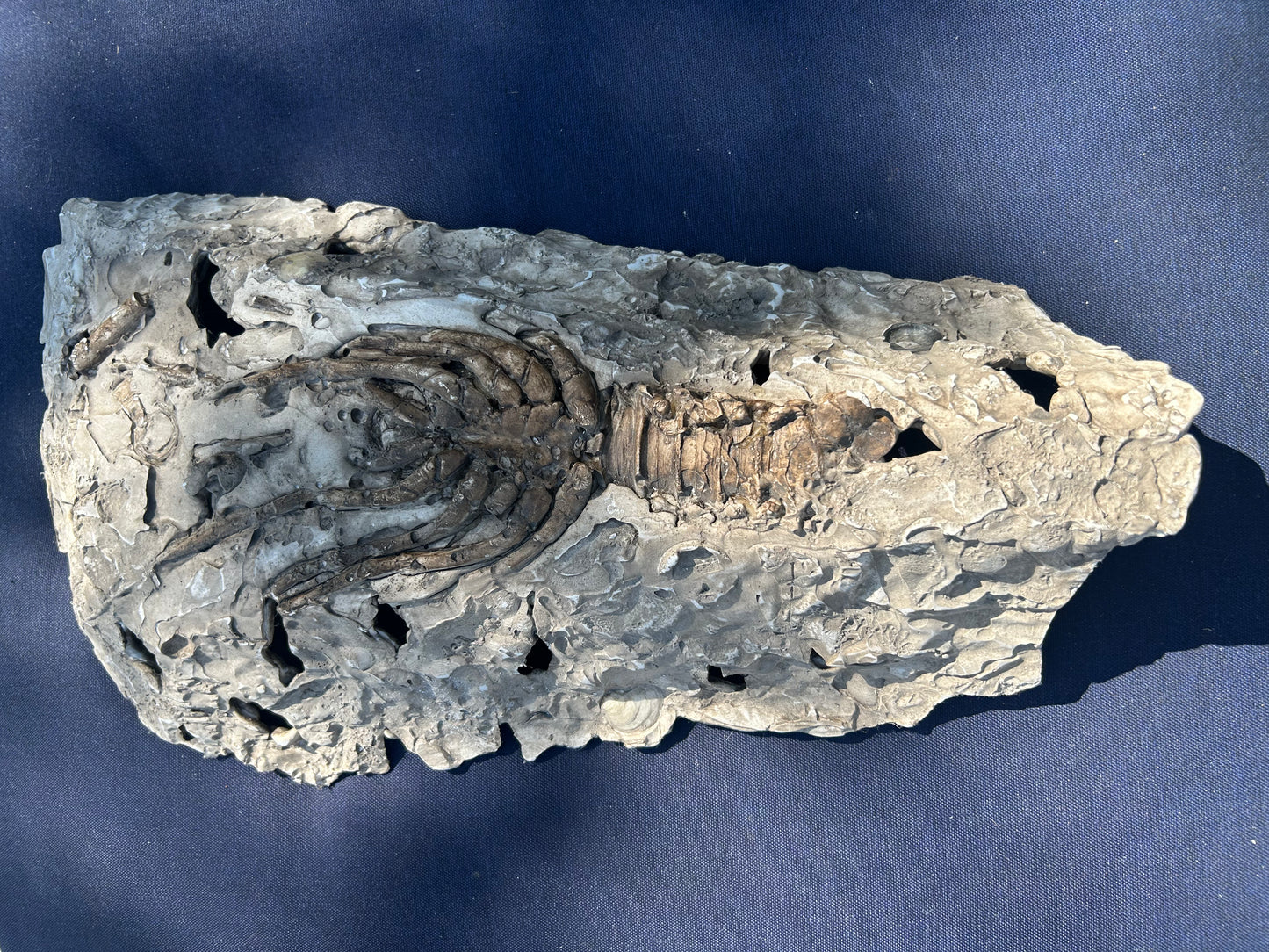 Lobster Fossil