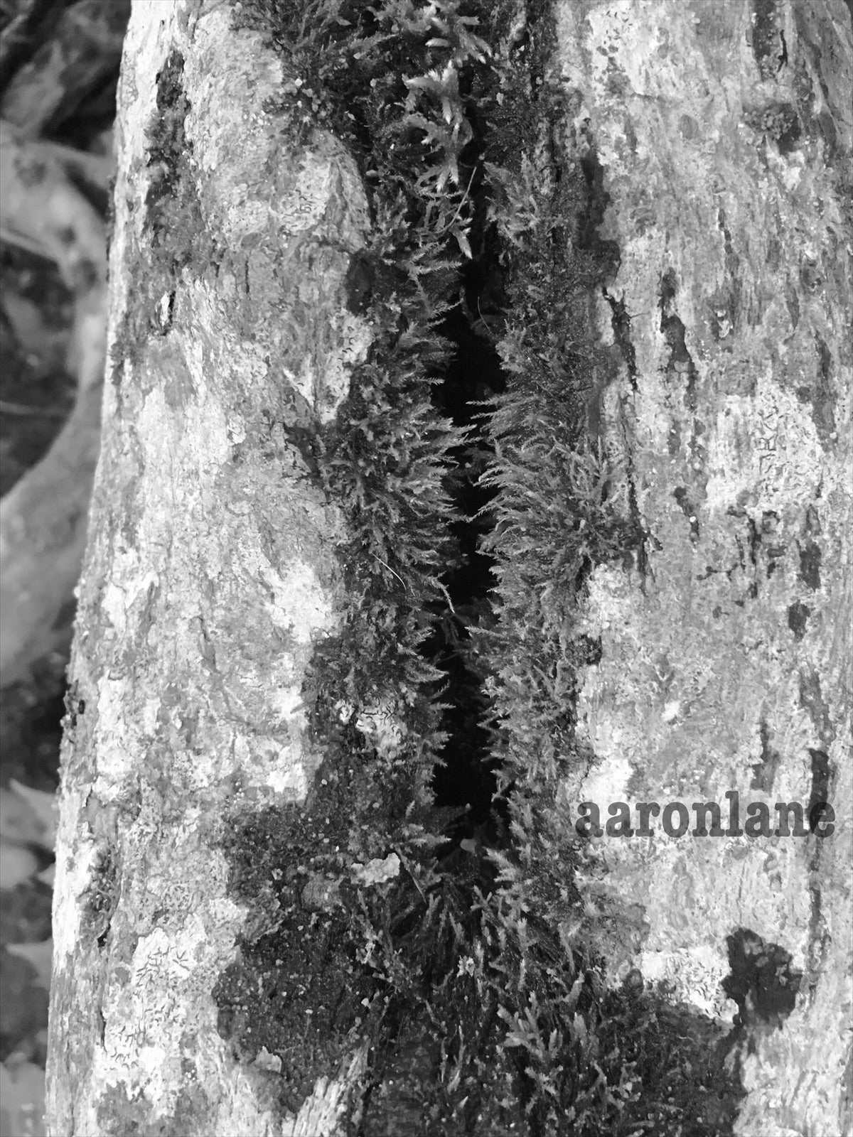 Smokey Mountain National Park