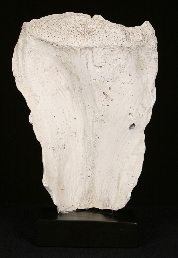 Shell Fragment