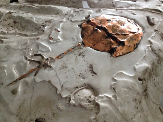 Horseshoe Crab Fossil